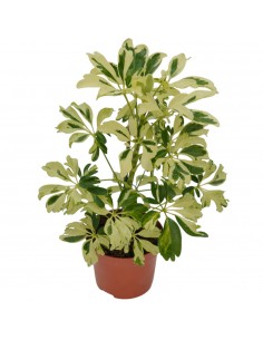 Pianta Schefflera arb....