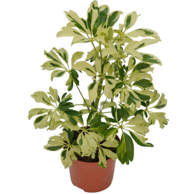 Vendita Pianta Schefflera arb. Janine-Piante Verdi Online|Mondo Piante