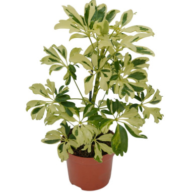 Vendita Pianta Schefflera arb. Janine-Piante Verdi Online|Mondo Piante