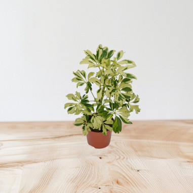 Vendita Pianta Schefflera arb. Janine-Piante Verdi Online|Mondo Piante