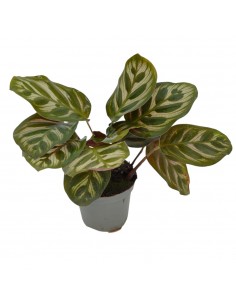Pianta Calathea Makoyana...
