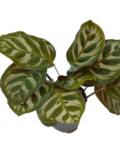 copy of Pianta... 2