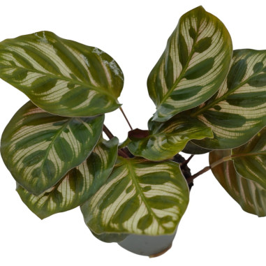 Vendita Pianta di Calathea Makoyana 6cm-Piante Verdi|Mondo Piante
