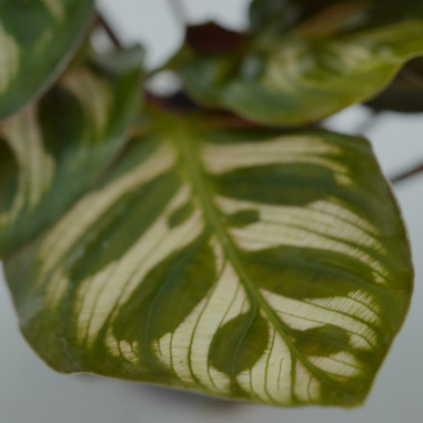 Vendita Pianta di Calathea Makoyana 6cm-Piante Verdi|Mondo Piante
