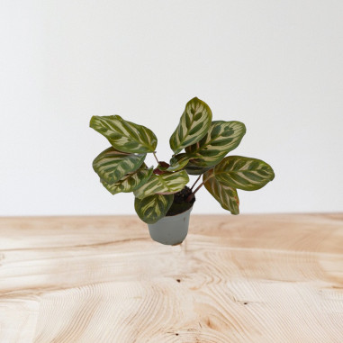copy of Pianta Aeschynanthus marmoratus