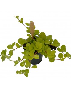 Pianta Peperomia Rotundifolia 2