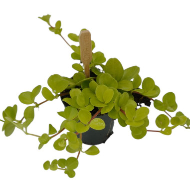 Vendita Pianta Peperomia Rotundifolia-Piante Verdi|Mondo Piante