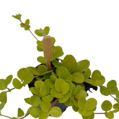 Vendita Pianta Peperomia Rotundifolia-Piante Verdi|Mondo Piante