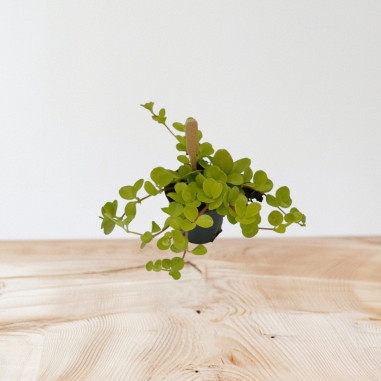 Vendita Pianta Peperomia Rotundifolia-Piante Verdi|Mondo Piante