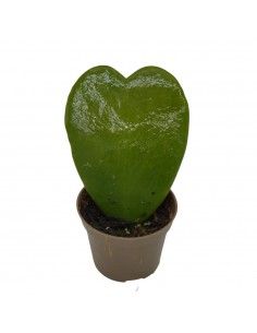 Pianta Grassa Hoya kerrii...