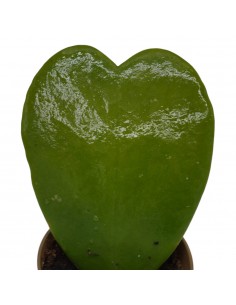 Pianta Grassa Hoya kerrii... 2