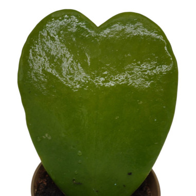 Vendita Pianta Grassa Hoya kerrii- Piante Grasse-Vivaio Mondo Piante