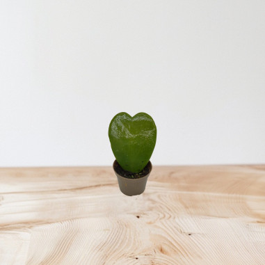 Vendita Pianta Grassa Hoya kerrii- Piante Grasse-Vivaio Mondo Piante