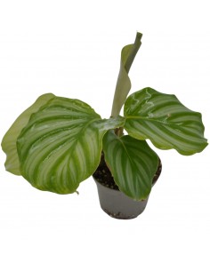 Pianta Calathea...
