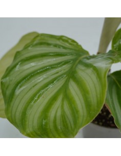 Pianta Calathea... 2