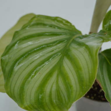 Vendita Pianta di Calathea Orbifolia 7cm-Piante Verdi|Mondo Piante