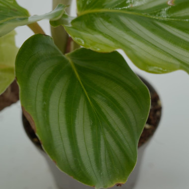 Vendita Pianta di Calathea Orbifolia 7cm-Piante Verdi|Mondo Piante