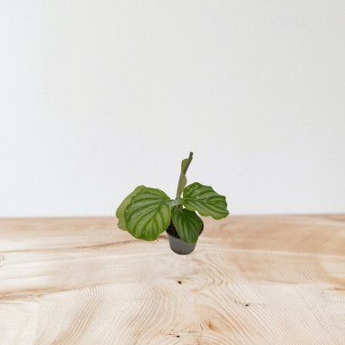 Vendita Pianta di Calathea Orbifolia 7cm-Piante Verdi|Mondo Piante