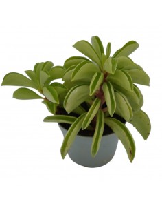 Pianta Peperomia Firesparks...