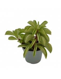 Pianta Peperomia Firesparks... 2