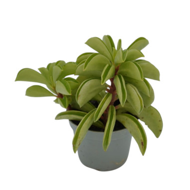 Vendita Pianta Peperomia Firesparks - Piante Verdi|Mondo Piante