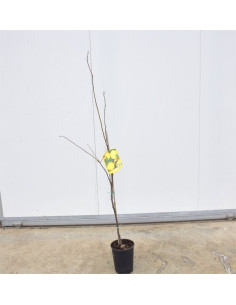 Albero di Susino Stanley 3 Anni | Mondo Piante