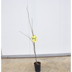 Stanley plum tree