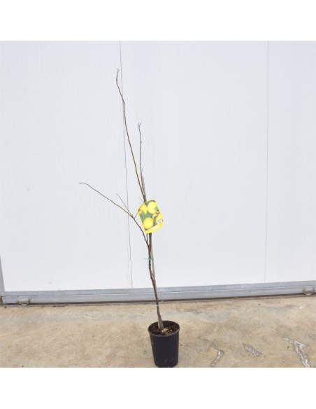 Albero di Susino Stanley 3 Anni | Mondo Piante
