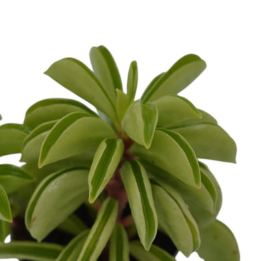 Vendita Pianta Peperomia Firesparks - Piante Verdi|Mondo Piante