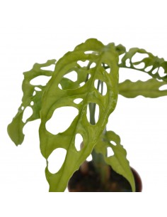Pianta Monstera... 2