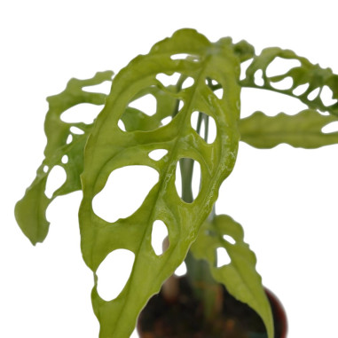 Vendita Pianta Monstera obliqua 5.5cm-Piante Verdi Online|Mondo Piante