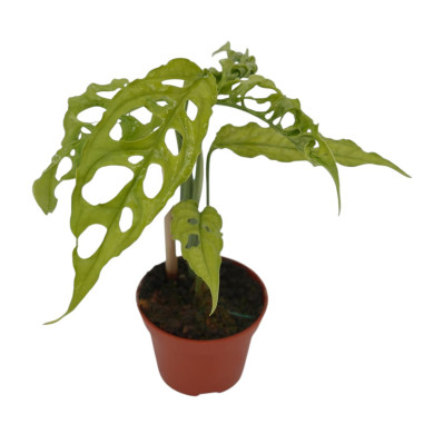 Vendita Pianta Monstera obliqua 5.5cm-Piante Verdi Online|Mondo Piante