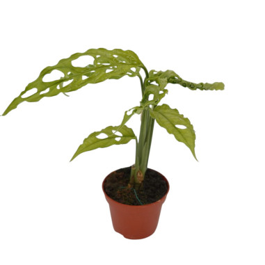 Vendita Pianta Monstera obliqua 5.5cm-Piante Verdi Online|Mondo Piante