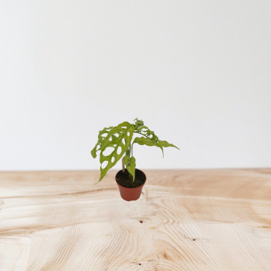 Vendita Pianta Monstera obliqua 5.5cm-Piante Verdi Online|Mondo Piante