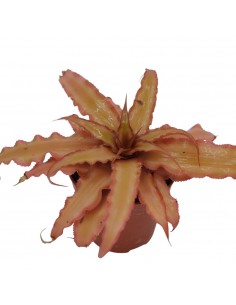 Pianta di Cryptanthus Vaso...