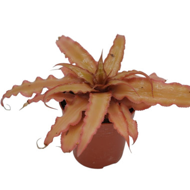 Vendita Pianta Cryptanthus Vaso 9cm-Piante Verdi|Mondo Piante