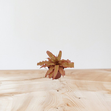 Vendita Pianta Cryptanthus Vaso 9cm-Piante Verdi|Mondo Piante