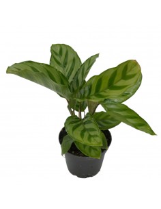 Pianta Calathea Freddie...
