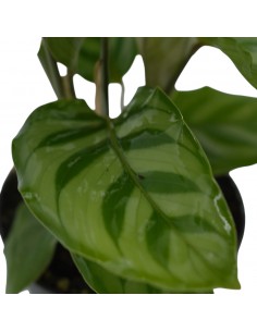 Pianta Calathea Freddie... 2