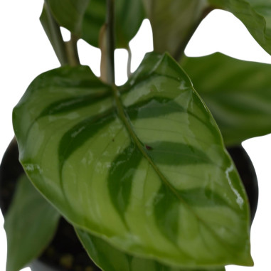 Vendita Pianta di Calathea Freddie-Piante Verdi|Mondo Piante