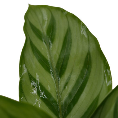 Vendita Pianta di Calathea Freddie-Piante Verdi|Mondo Piante