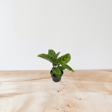 Vendita Pianta di Calathea Freddie-Piante Verdi|Mondo Piante