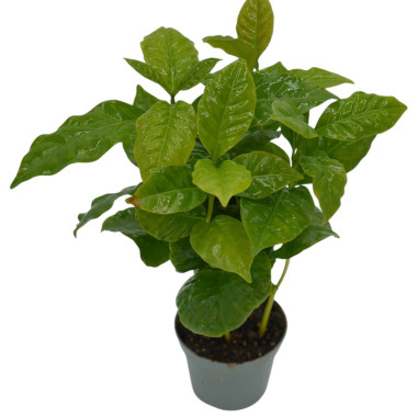 Vendita Pianta Caffè Arabica con tazza-Piante Da Cespuglio|Mondo Piante