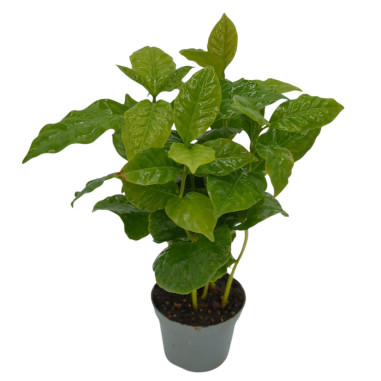 Vendita Pianta Caffè Arabica con tazza-Piante Da Cespuglio|Mondo Piante