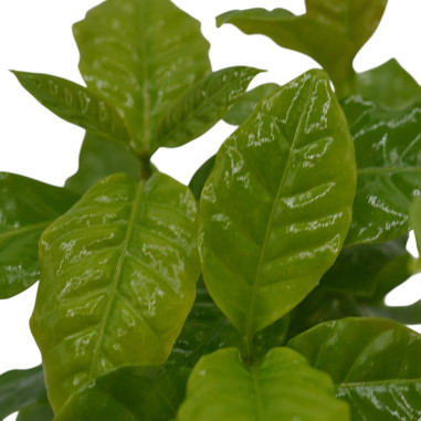 Vendita Pianta Caffè Arabica con tazza-Piante Da Cespuglio|Mondo Piante