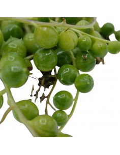 Pianta Grassa Senecio...