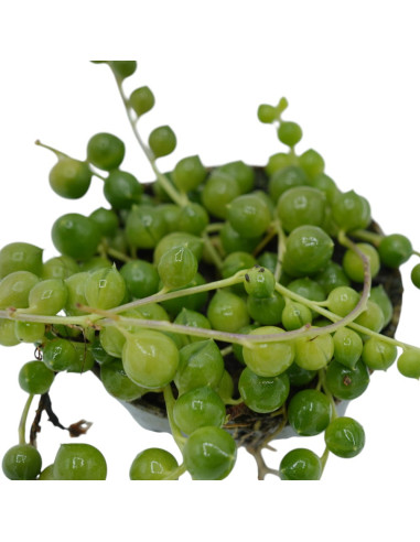 Vendita Pianta Grassa Senecio rowleyanus Vaso 9cm|Vivaio Mondo Piante