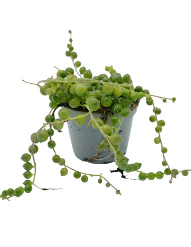 Vendita Pianta Grassa Senecio rowleyanus Vaso 9cm|Vivaio Mondo Piante