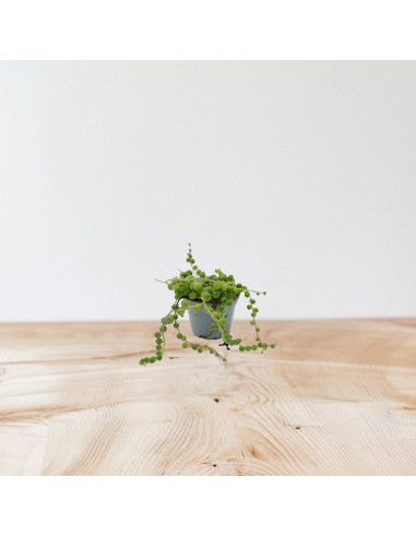 Vendita Pianta Grassa Senecio rowleyanus Vaso 9cm|Vivaio Mondo Piante