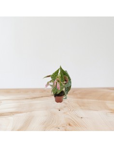 Pianta Begonia leaf... 2
